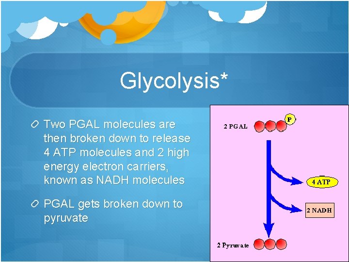 Glycolysis* Two PGAL molecules are then broken down to release 4 ATP molecules and