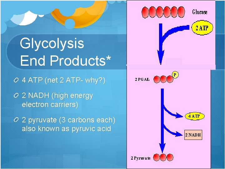 Glycolysis End Products* 4 ATP (net 2 ATP- why? ) 2 NADH (high energy