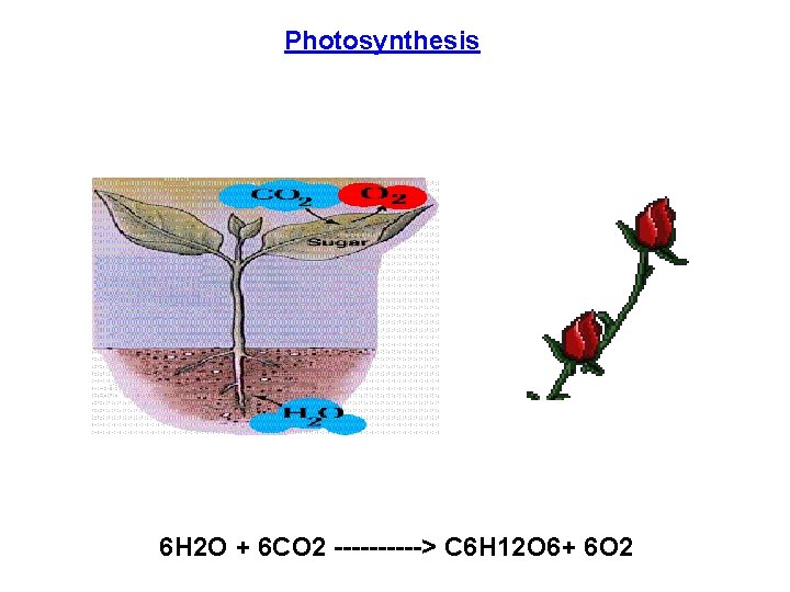 Photosynthesis 6 H 2 O + 6 CO 2 -----> C 6 H 12