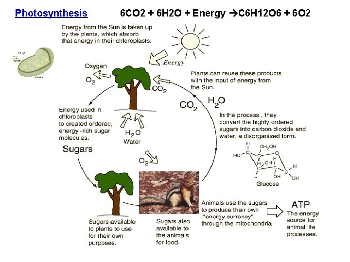 Photosynthesis 6 CO 2 + 6 H 2 O + Energy C 6 H