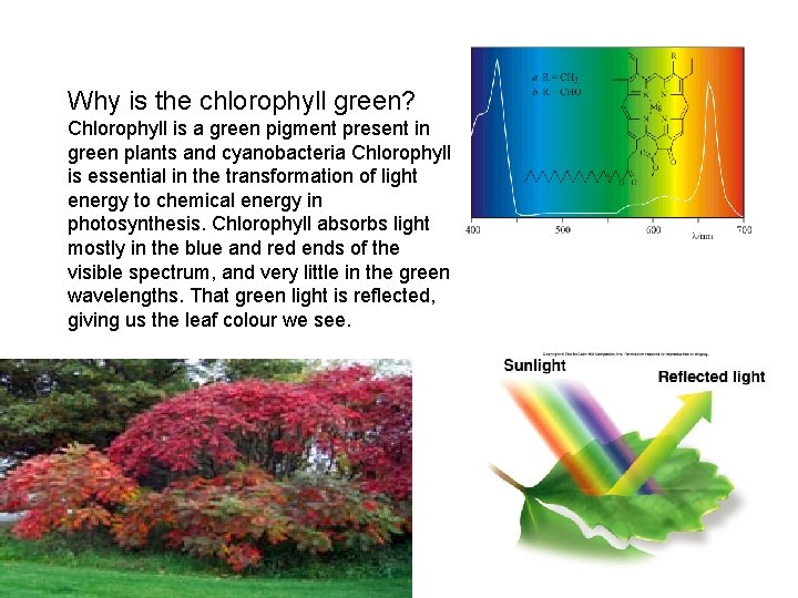 Why is the chlorophyll green? Chlorophyll is a green pigment present in green plants