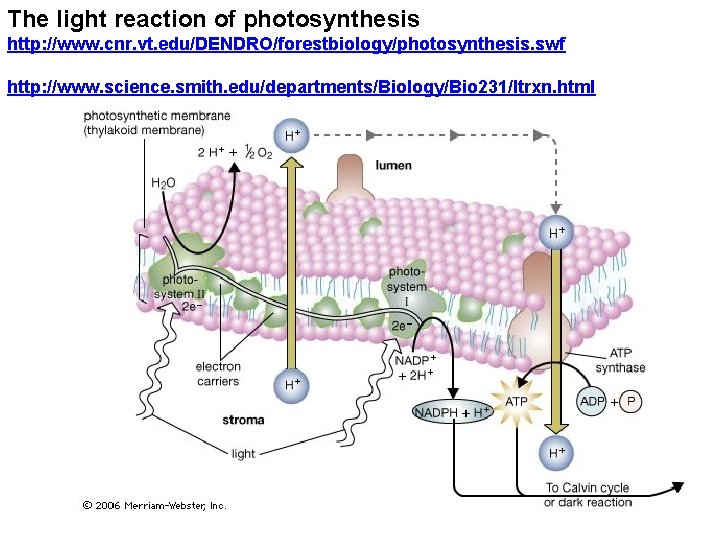 The light reaction of photosynthesis http: //www. cnr. vt. edu/DENDRO/forestbiology/photosynthesis. swf http: //www. science.