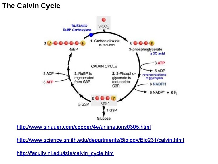 The Calvin Cycle http: //www. sinauer. com/cooper/4 e/animations 0305. html http: //www. science. smith.