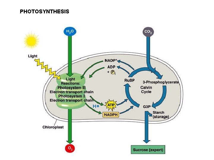 PHOTOSYNTHESIS 