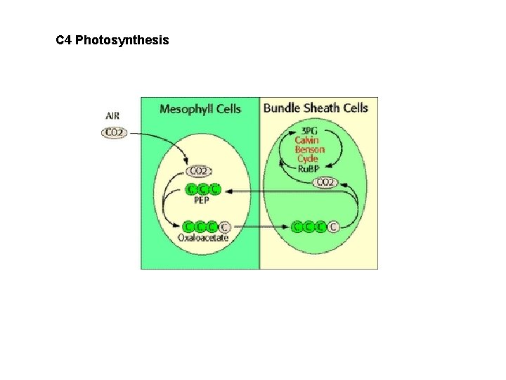 C 4 Photosynthesis 