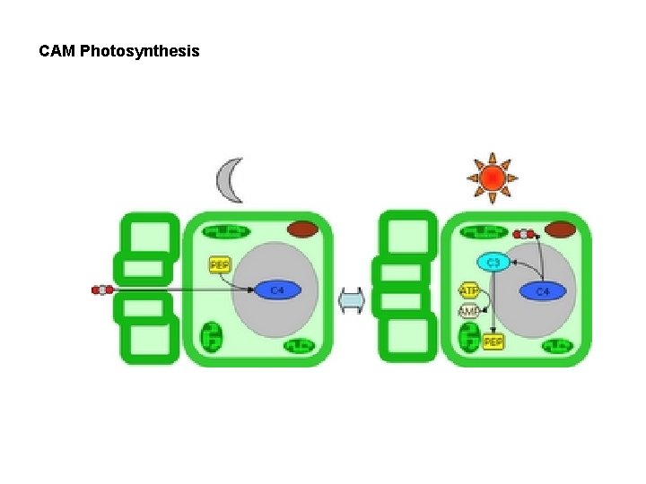 CAM Photosynthesis 