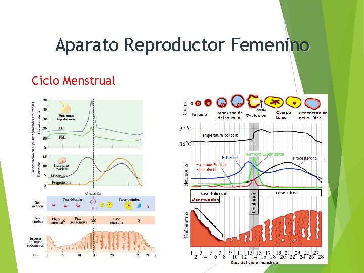 Aparato Reproductor Femenino Ciclo Menstrual 