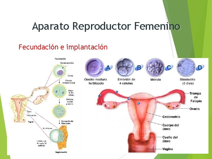 Aparato Reproductor Femenino Fecundación e implantación 