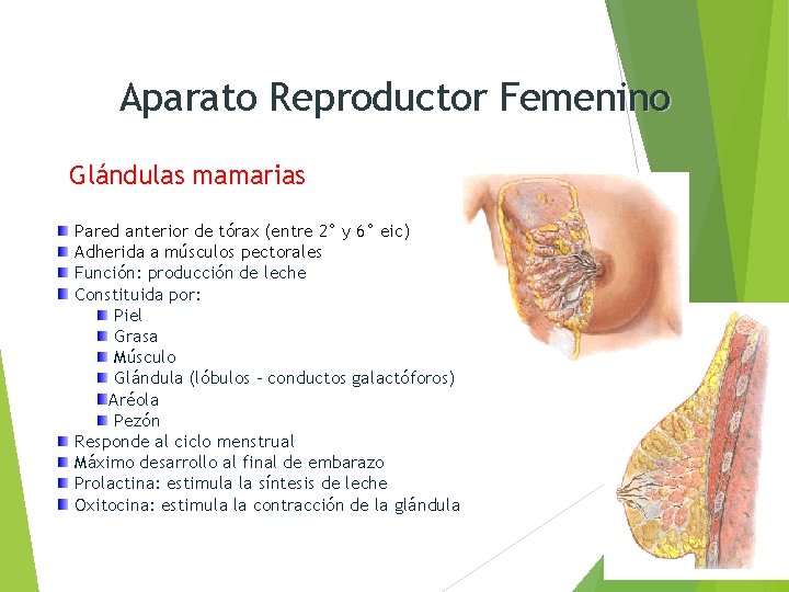 Aparato Reproductor Femenino Glándulas mamarias Pared anterior de tórax (entre 2° y 6° eic)