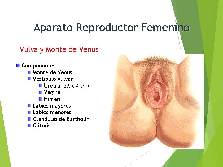 Aparato Reproductor Femenino Vulva y Monte de Venus Componentes Monte de Venus Vestíbulo vulvar