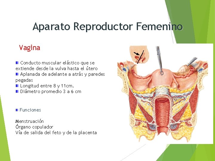Aparato Reproductor Femenino Vagina Conducto muscular elástico que se extiende desde la vulva hasta