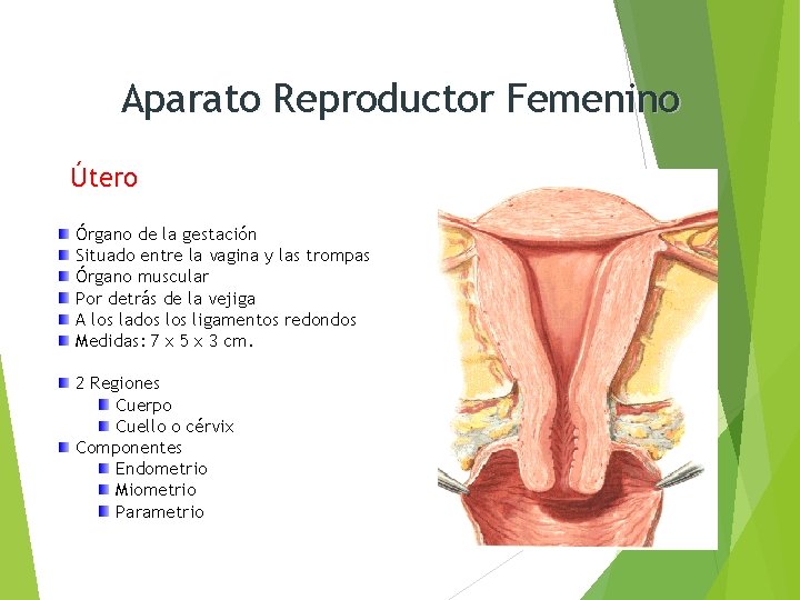 Aparato Reproductor Femenino Útero Órgano de la gestación Situado entre la vagina y las