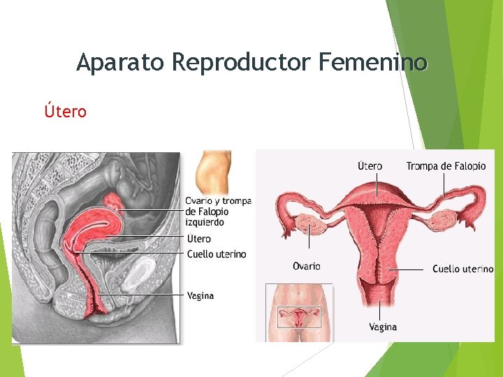 Aparato Reproductor Femenino Útero 