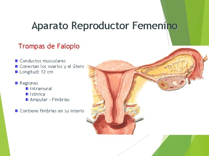 Aparato Reproductor Femenino Trompas de Falopio Conductos musculares Conectan los ovarios y el útero