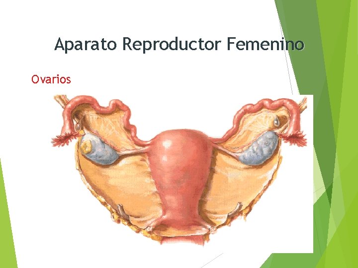 Aparato Reproductor Femenino Ovarios 