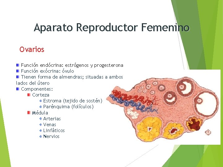 Aparato Reproductor Femenino Ovarios Función endócrina: estrógenos y progesterona Función exócrina: óvulo Tienen forma