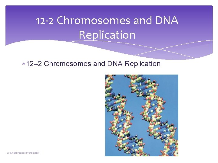 12 -2 Chromosomes and DNA Replication 12– 2 Chromosomes and DNA Replication Copyright Pearson