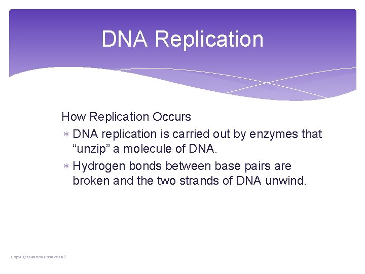 DNA Replication How Replication Occurs DNA replication is carried out by enzymes that “unzip”