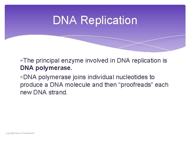 DNA Replication The principal enzyme involved in DNA replication is DNA polymerase joins individual