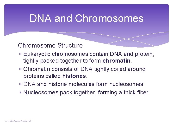 DNA and Chromosomes Chromosome Structure Eukaryotic chromosomes contain DNA and protein, tightly packed together