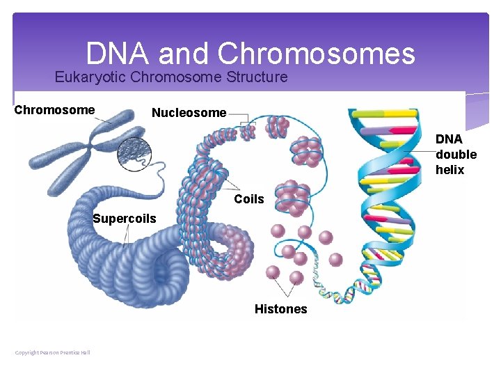 DNA and Chromosomes Eukaryotic Chromosome Structure Chromosome Nucleosome DNA double helix Coils Supercoils Histones