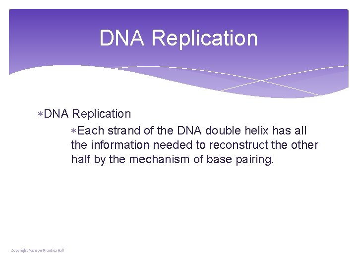DNA Replication Each strand of the DNA double helix has all the information needed