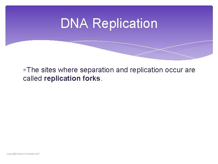 DNA Replication The sites where separation and replication occur are called replication forks. Copyright