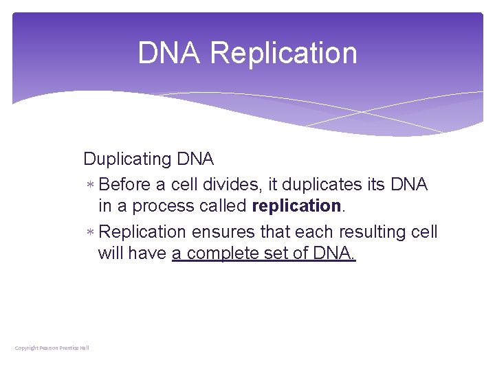 DNA Replication Duplicating DNA Before a cell divides, it duplicates its DNA in a