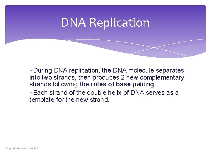 DNA Replication During DNA replication, the DNA molecule separates into two strands, then produces