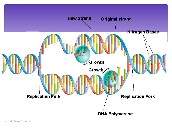 New Strand Original strand Nitrogen Bases Growth Replication Fork DNA Polymerase Copyright Pearson Prentice