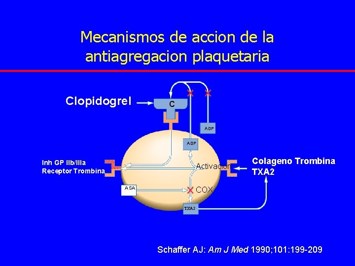 Mecanismos de accion de la antiagregacion plaquetaria Clopidogrel C ADP Inh GP IIb/IIIa Receptor