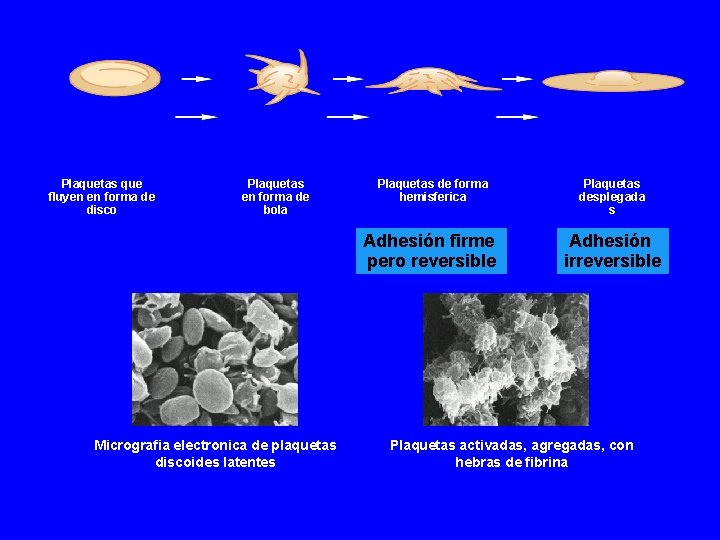 Plaquetas que fluyen en forma de disco Plaquetas en forma de bola Micrografia electronica