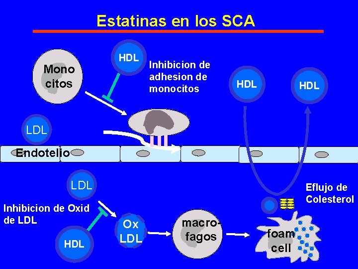 Estatinas en los SCA Mono citos HDL Inhibicion de adhesion de monocitos HDL LDL