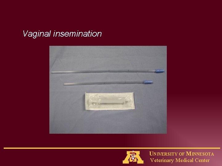 Vaginal insemination UNIVERSITY OF MINNESOTA Veterinary Medical Center 