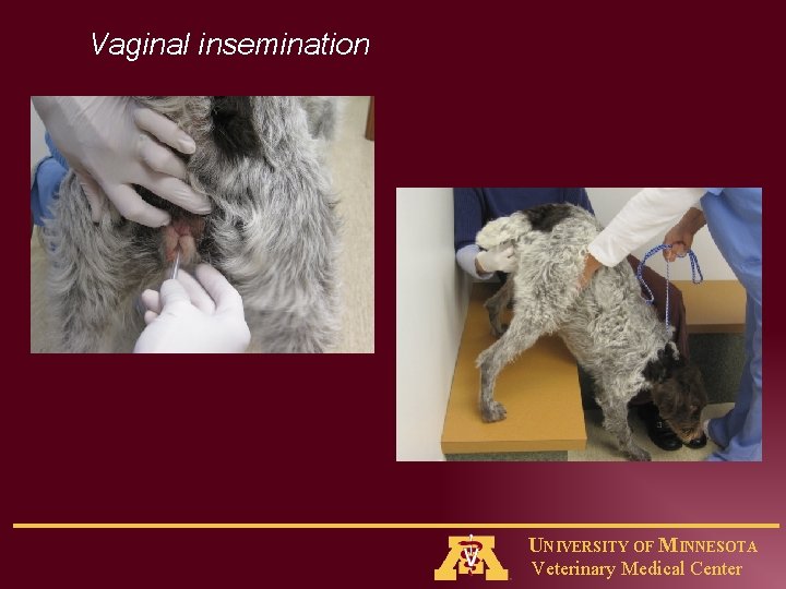 Vaginal insemination UNIVERSITY OF MINNESOTA Veterinary Medical Center 