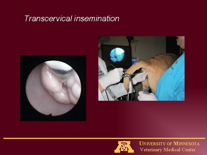 Transcervical insemination UNIVERSITY OF MINNESOTA Veterinary Medical Center 