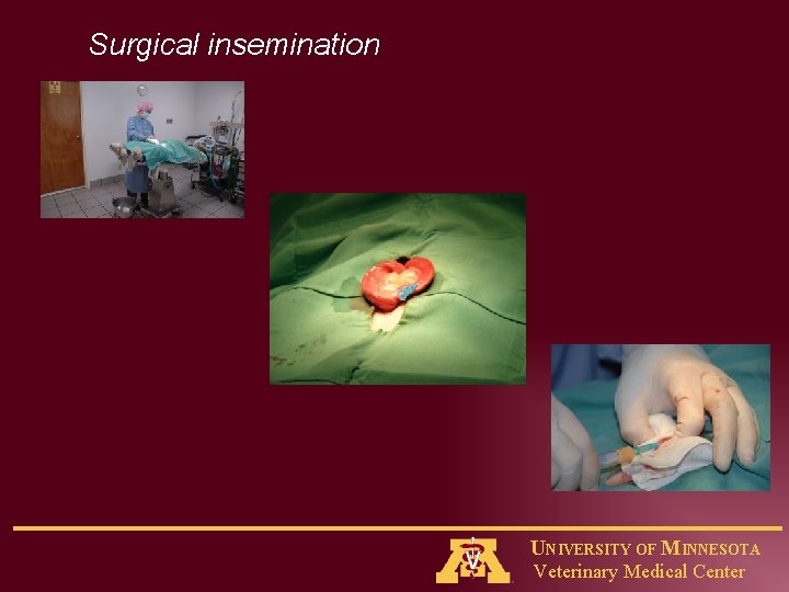 Surgical insemination UNIVERSITY OF MINNESOTA Veterinary Medical Center 