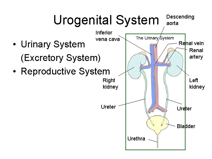 Urogenital System Inferior vena cava • Urinary System (Excretory System) • Reproductive System Descending