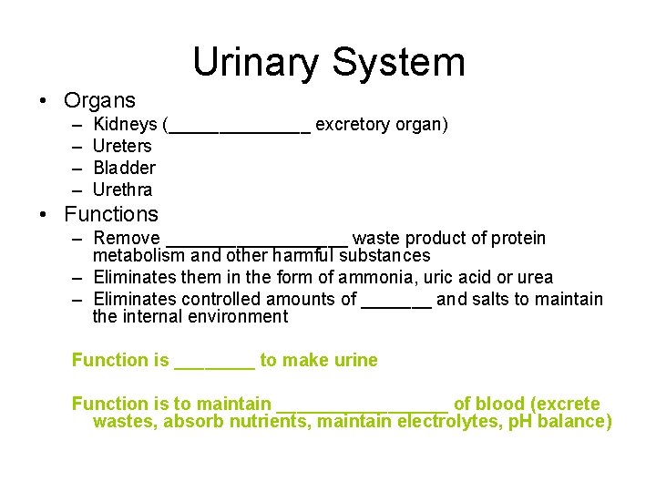 Urinary System • Organs – – Kidneys (_______ excretory organ) Ureters Bladder Urethra •