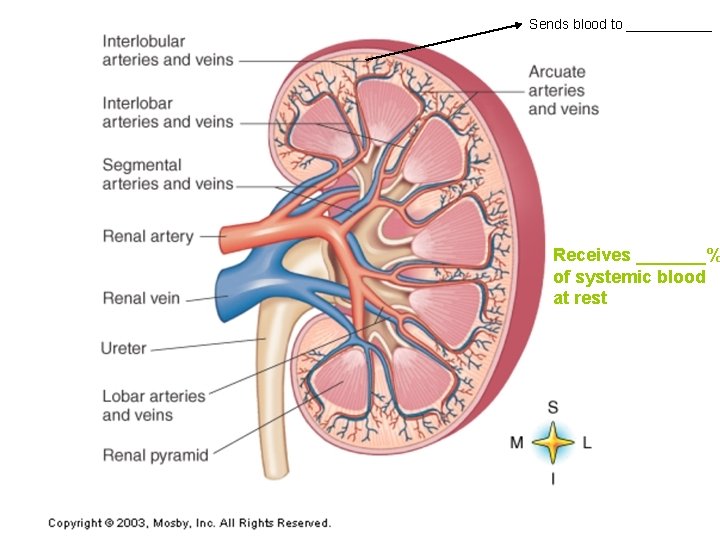 Sends blood to ______ Receives _______% of systemic blood at rest 
