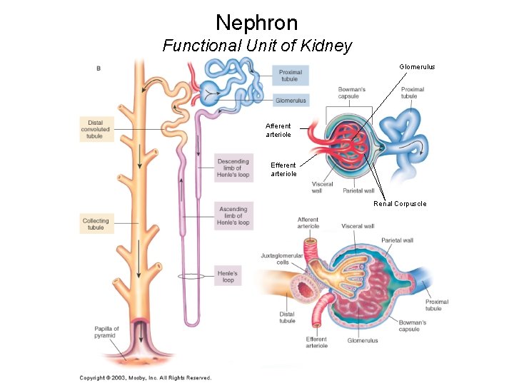 Nephron Functional Unit of Kidney Glomerulus Afferent arteriole Efferent arteriole Renal Corpuscle 