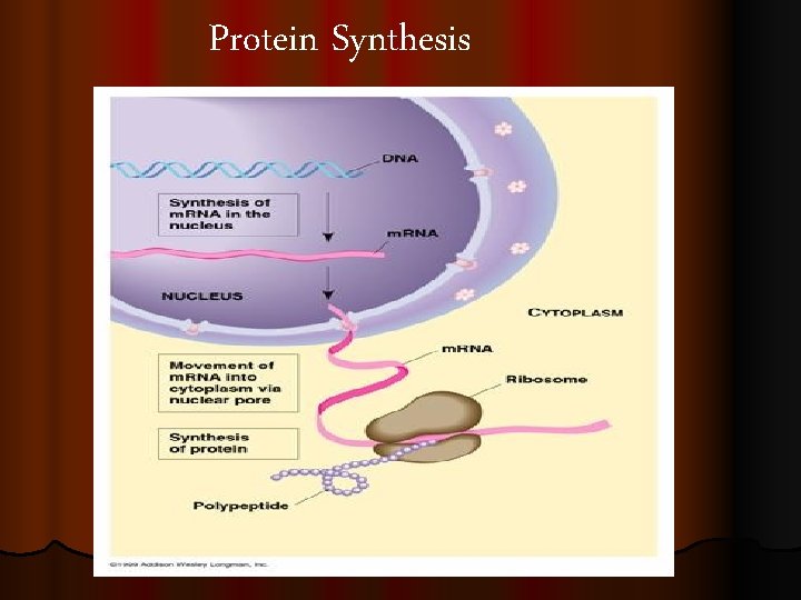 Protein Synthesis 