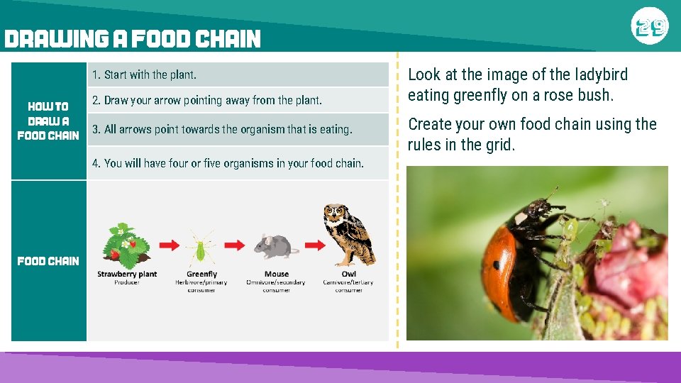 DRAWING A FOOD CHAIN 1. Start with the plant. How to draw a food