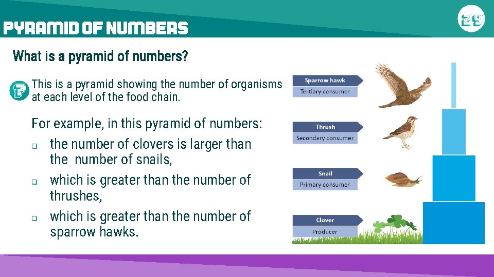 PYRAMID OF NUMBERS What is a pyramid of numbers? This is a pyramid showing