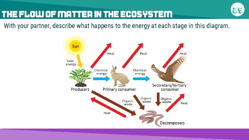 THE FLOW OF MATTER IN THE ECOSYSTEM With your partner, describe what happens to