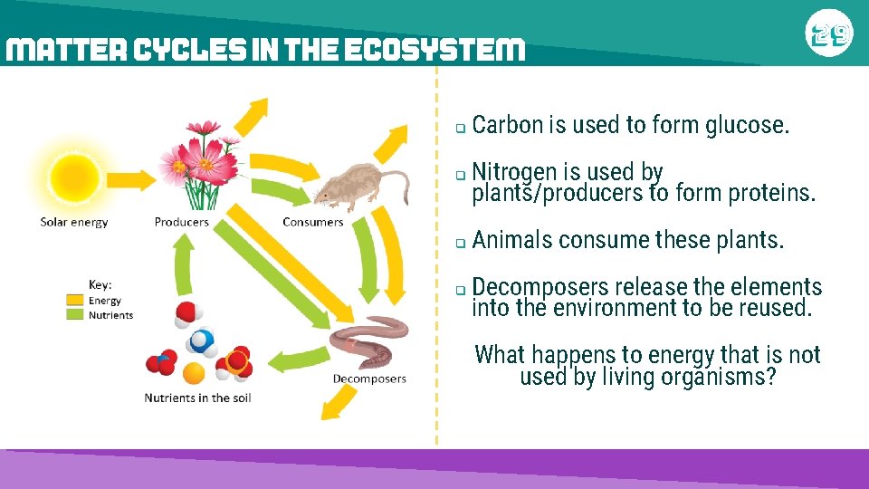 MATTER CYCLES IN THE ECOSYSTEM q Carbon is used to form glucose. q Nitrogen
