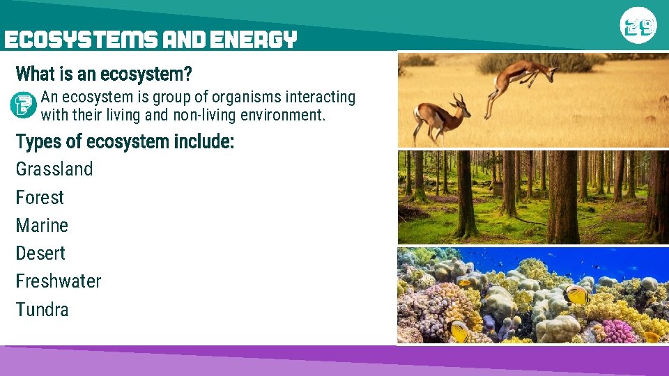 ECOSYSTEMS AND ENERGY What is an ecosystem? An ecosystem is group of organisms interacting