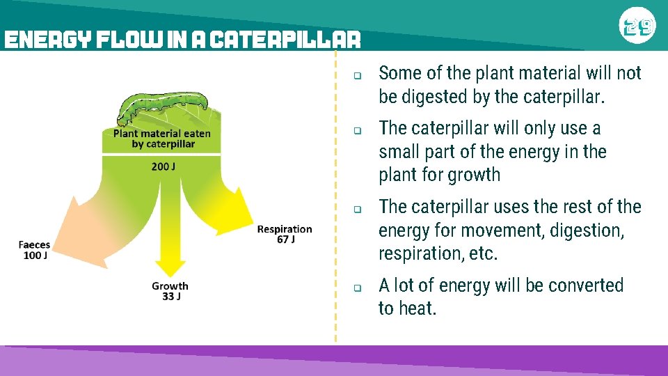 ENERGY FLOW IN A CATERPILLAR q q Some of the plant material will not