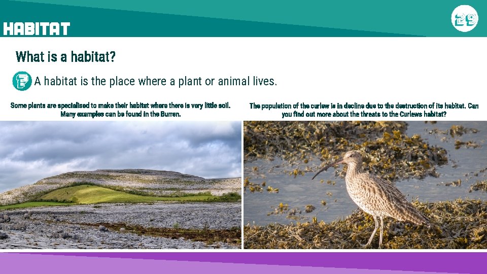 HABITAT What is a habitat? A habitat is the place where a plant or