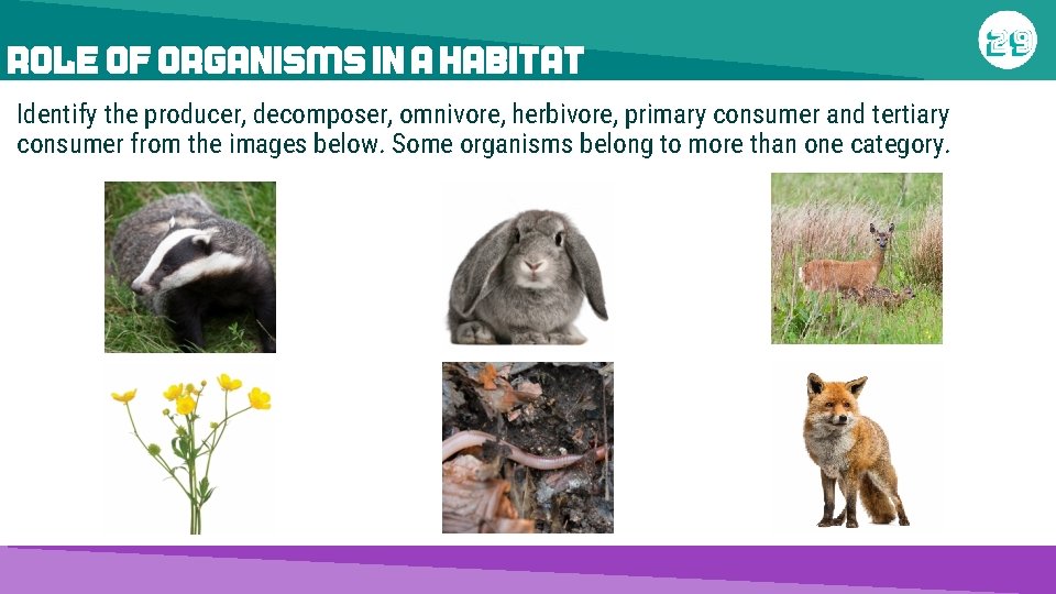 ROLE OF ORGANISMS IN A HABITAT Identify the producer, decomposer, omnivore, herbivore, primary consumer